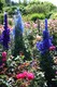 Loved the delphiniums!