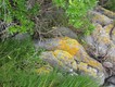 Colourful lichen on the rocks.