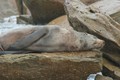 A sleepy seal at West Cape, Cape Conran Coastal Park.