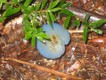 Amazing blue mushroom in the sodden bushland.