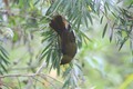 Bell miner (bellbird) - their chimes surrounded us - beautiful!