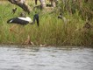 Jabiru (or black necked stork) beside the Mary River.