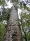 Magnificent kauri in the Puketi Forest. 24/2/19