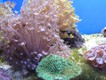 Delicate corals - gorgeous colours.