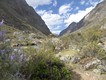 After lunch the trail became less steep and the valley widened to reveal the high snow-capped mountains on either side. Lupins were flowering in abundance. 07/06/19