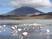 Flamingos can survive winter at 4500 metres!