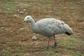 Cape Barron goose.