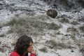Wombat on Day one, Freycinet walk.