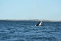 Whale checking us out near Exmouth Naval Base, 4/8/08