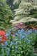 Butchart Gardens, Victoria. Tibetan poppies, azaleas, dogwood.