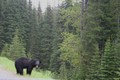 A black bear by the road.