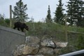 A grizzly in the wrong place!