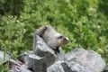 Beware the hoary marmot!