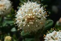 Tall rice flower, Pimelea ligustrina