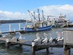 Pelicans lining up for scraps at Batemans Bay.