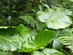 Massive fresh foliage on a rainforest plant.