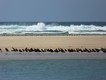 Sandy beach and birds  queuing at Nambucca Heads.