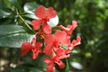 Booderee Botanic Gardens - native rhododendron.