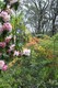 Rhododendrons, laburnum and deciduous azaleas.