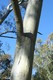 One of the beautiful eucalypts.