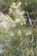 Walk up Mt. Tennent, 27/9/09. Dianella caerulea and grevillea or hakea sp.