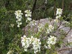 Walk up Mt Tennent, 5/10/09. Pretty flower.