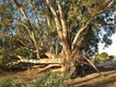 This magnificent gum was blown over many years ago and has just kept growing, at 90 degrees to its original direction. 18/4/2010.