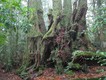 Ancient Antarctic beech trees in the Border Ranges National Park, 23 July 2010.