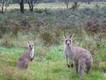 Some tame kangaroos.