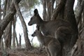 Kangaroos by the creek.