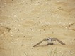 Little beach bird  pretending to be wounded and draw us away from its eggs on the sand.