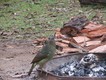 A female satin bower bird at the fire the next morning.