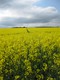 Fields of bright yellow canola - gorgeous!