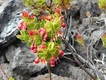It took 32 years for the lava lake to harden, and plants are beginning to colonise the cracks in the otherwise inhospitable surface.
