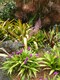 Glorious collection of tropical plants at Hawaii Tropical Botanical Garden north of Hilo.
