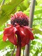 Ginger red torch flower. There are many beautiful varieties of ginger.
