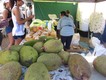 Parap market - durians and coconuts and much more besides!