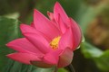 Lotus flower on the Mary River, where we did a morning cruise and encountered a boatload of nudists having breakfast! :-)