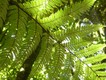Lovely fern on walk to Te Wairoa waterfall. 5/3/19
