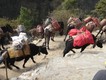 Donkey train giving way to a Dzo train .  (A dzo is a cross between a yak and a cow).