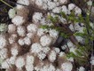 A lichen growing around the bases of the shrubs - looked like cotton or snow from a distance!