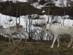 Our first reindeer. 25/05/11