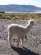 Cute alpaca, just asking to be photographed! 02/06/19