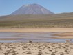 Misti volcano and a vicuna. The area is a National Park to protect the vicunas, which have never been domesticated. 03/06/19