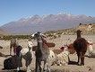 Llamas by the roadside, waiting to be photographed by passing tourists. :-) Note the dormant Chachani volcano in the background. 03/06/19