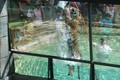  Jumping tiger at Australia Zoo. Great show! 18/8/09.