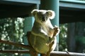 Photogenic koala at Australia Zoo. 18/8/09.
