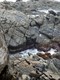 Seals and patterns on the rocks near Admirals Arch.