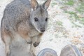 Little wallaby - not shy at all!