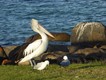 Pelican and seagulls getting together.